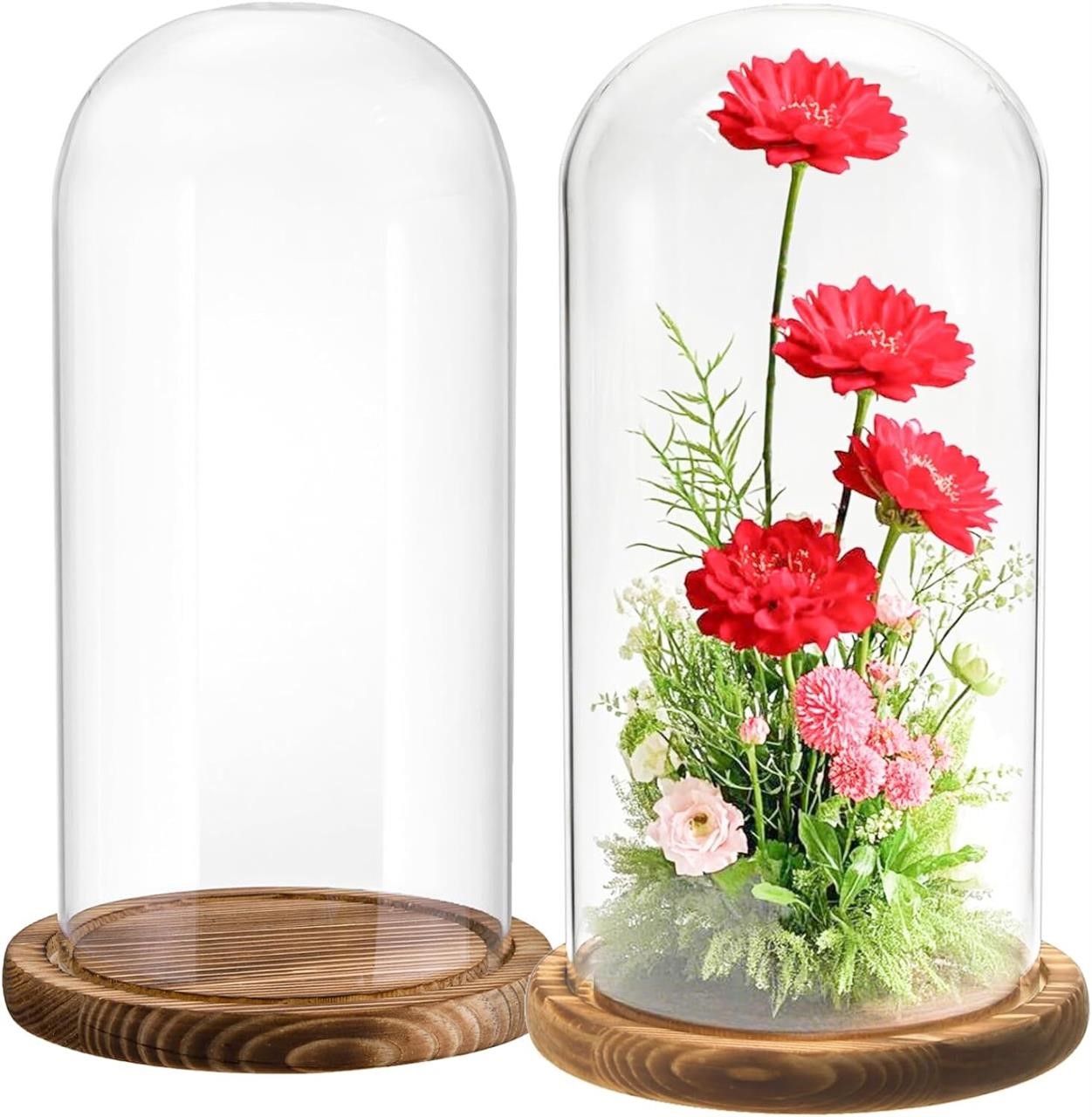 2 Pack Glass Cloche Display Do
